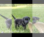 Small Photo #3 Labrador Retriever Puppy For Sale in BETHCAR, SC, USA