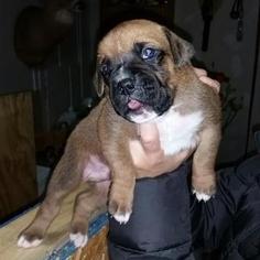 Boxer Puppy for sale in ASHTABULA, OH, USA