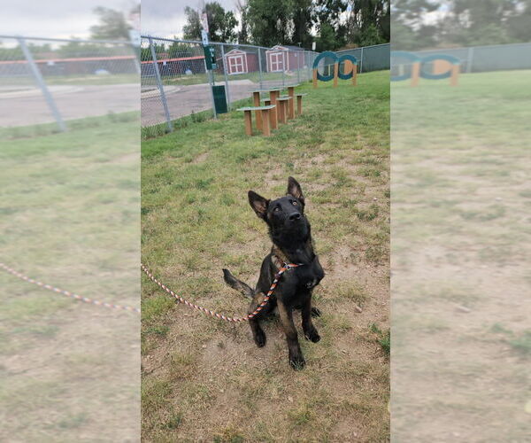 Medium Photo #3 Mutt Puppy For Sale in Imlay City, MI, USA
