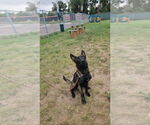 Small #2 Mutt