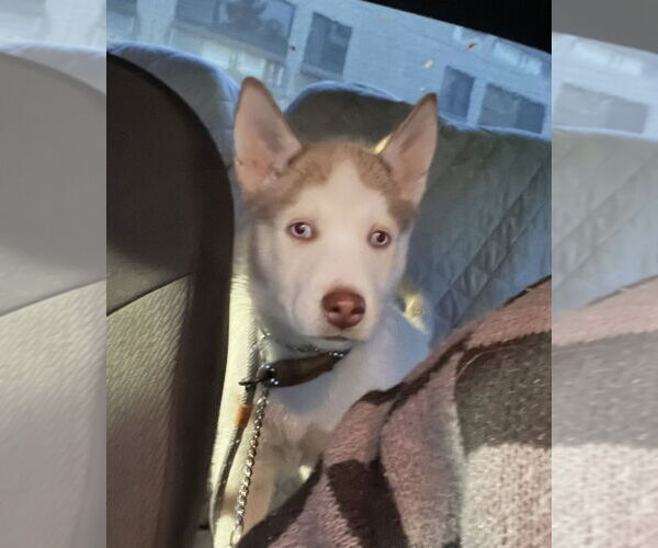 Medium Photo #2 Siberian Husky-Unknown Mix Puppy For Sale in Rochester, NY, USA