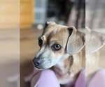 Small #1 Chihuahua Mix