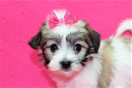 Medium Photo #2 Papitese Puppy For Sale in ORO VALLEY, AZ, USA