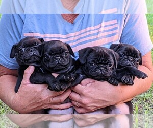 Pug Litter for sale in HANNA CITY, IL, USA