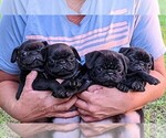 Small Pug