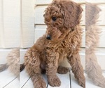 Small #2 Goldendoodle