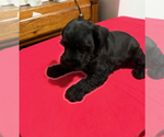 Small #4 Schnauzer (Miniature)