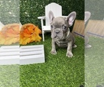 Small Photo #16 French Bulldog Puppy For Sale in LOS ANGELES, CA, USA