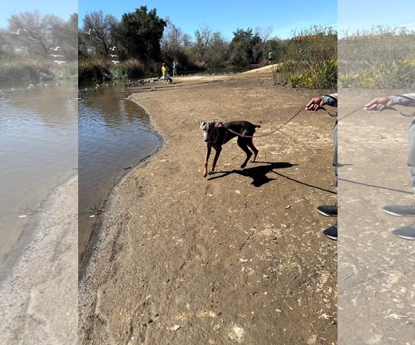 Medium Photo #12 Doberman Pinscher-Unknown Mix Puppy For Sale in Escondido, CA, USA
