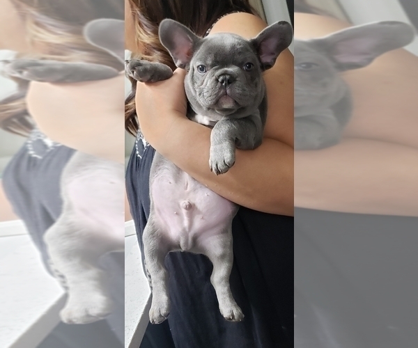 Medium Photo #5 French Bulldog Puppy For Sale in DACULA, GA, USA