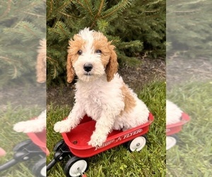 Goldendoodle (Miniature) Puppy for sale in MIDDLEBURY, IN, USA