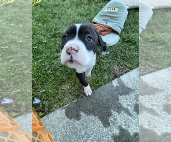 Medium Photo #8 American Pit Bull Terrier-Labrador Retriever Mix Puppy For Sale in Holly Springs, NC, USA