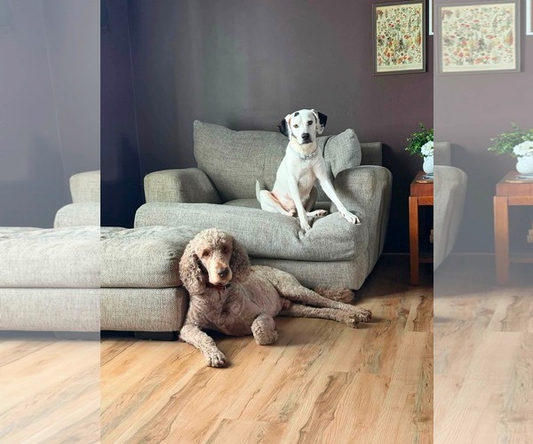 Medium Photo #2 Labmatian Puppy For Sale in Crystal, MN, USA