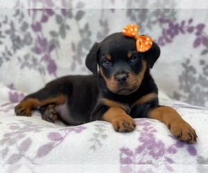 Rottweiler Puppy for sale in LAKELAND, FL, USA