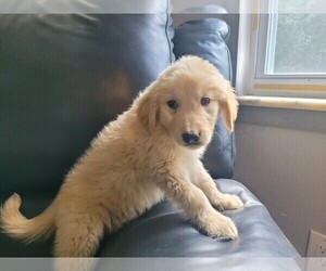 Golden Retriever Puppy for sale in NOVI, MI, USA