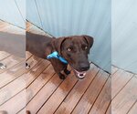 Small Photo #5 Labrador Retriever-Unknown Mix Puppy For Sale in Murfreesboro, NC, USA