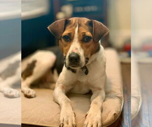 Mutt Dogs for adoption in Gainesville, FL, USA