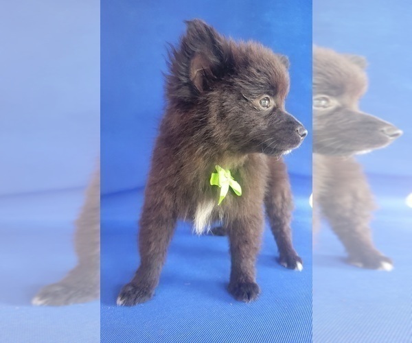 Medium Photo #2 Pomeranian Puppy For Sale in TITUSVILLE, FL, USA