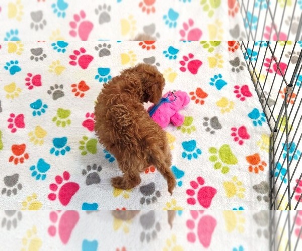 Medium Photo #18 Cavapoo (Miniature)-Poodle (Toy) Mix Puppy For Sale in ORO VALLEY, AZ, USA
