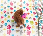 Small #17 Cavapoo (Miniature)-Poodle (Toy) Mix