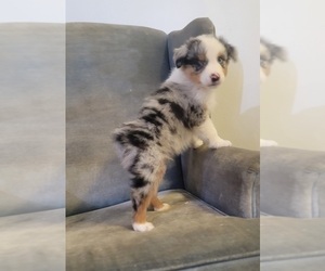 Australian Shepherd Puppy for sale in INDIANAPOLIS, IN, USA