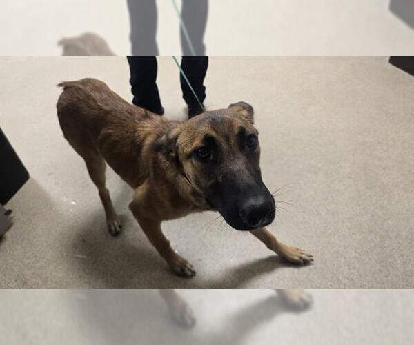 Medium Photo #1 Mutt Puppy For Sale in Riverside, CA, USA