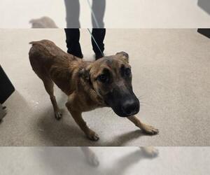 Mutt Dogs for adoption in Riverside, CA, USA