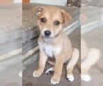 Small Mutt