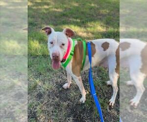 Mutt Dogs for adoption in Plano, TX, USA