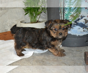 Medium Yorkshire Terrier-Zuchon Mix
