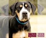 Small #4 Greater Swiss Mountain Dog