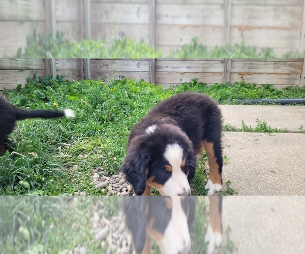 Medium Photo #13 Bernese Mountain Dog Puppy For Sale in LANSING, MI, USA