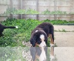 Small #12 Bernese Mountain Dog