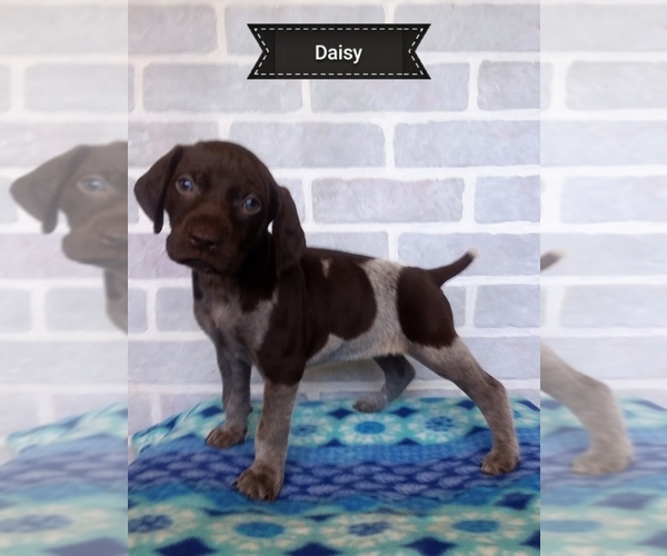 Medium Photo #7 German Shorthaired Pointer Puppy For Sale in ELBERTA, AL, USA