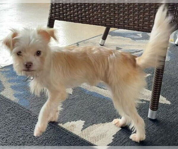 Medium Photo #2 Mutt Puppy For Sale in Cuba, NY, USA