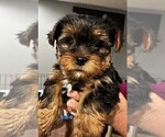 Small Photo #5 Yorkshire Terrier Puppy For Sale in MERCED, CA, USA