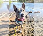Small #1 American Pit Bull Terrier-Chow Chow Mix