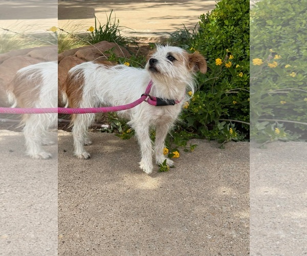 Medium Photo #4 Jack Russell Terrier-Unknown Mix Puppy For Sale in Grafton, WI, USA