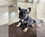 Small Photo #3 French Bulldog Puppy For Sale in WEST PALM BEACH, FL, USA