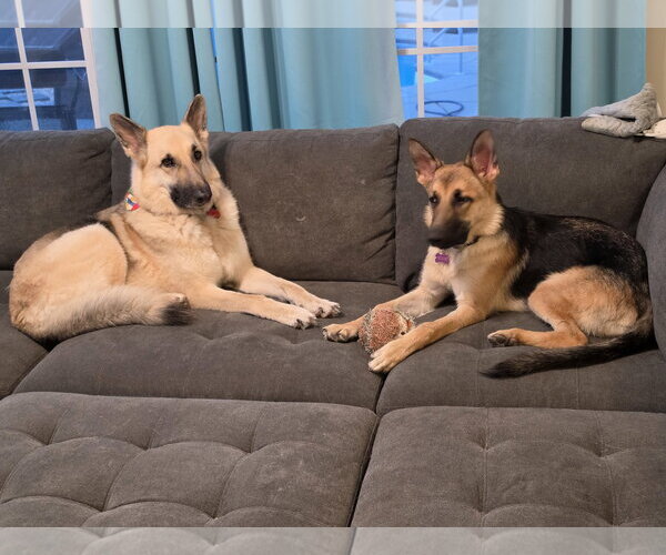 Medium Photo #5 German Shepherd Dog Puppy For Sale in New Hill, NC, USA