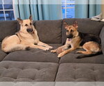 Small #4 German Shepherd Dog