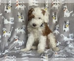 Small #11 Aussiedoodle