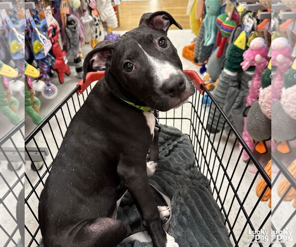 Medium Photo #11 Mutt Puppy For Sale in Washington, DC, USA