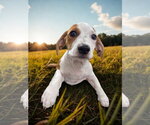 Small #2 Mutt