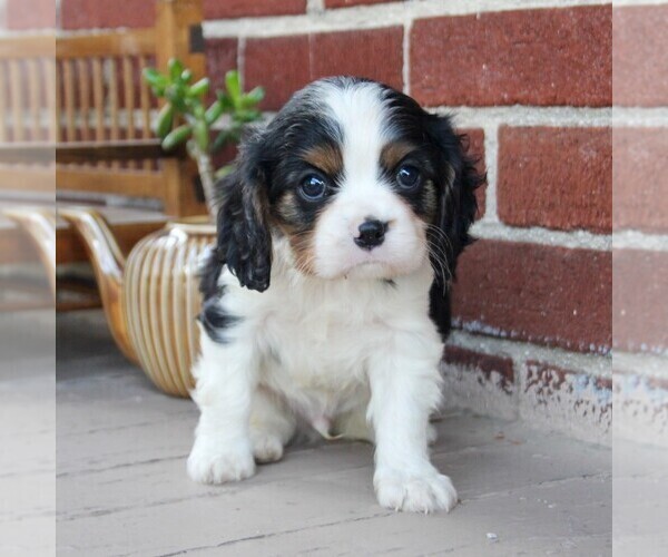 Medium Photo #5 Cavalier King Charles Spaniel Puppy For Sale in LANCASTER, PA, USA
