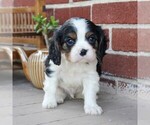 Small Photo #5 Cavalier King Charles Spaniel Puppy For Sale in LANCASTER, PA, USA