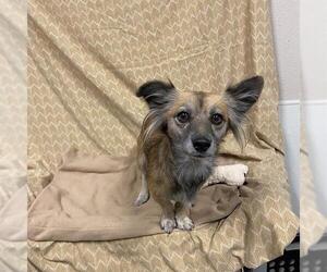 Chihuahua Dogs for adoption in Modesto, CA, USA