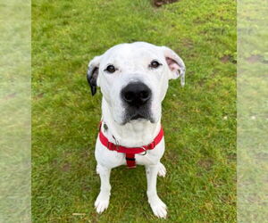 Mutt Dogs for adoption in Canton, CT, USA