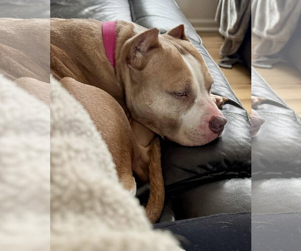 Medium Photo #9 American Staffordshire Terrier-Unknown Mix Puppy For Sale in Spotsylvania, VA, USA