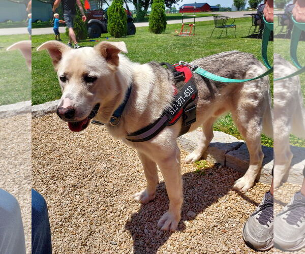 Medium Photo #3 Mutt Puppy For Sale in Columbus, IN, USA